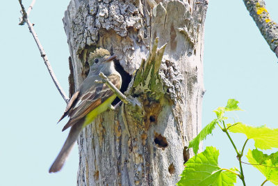 Nest Cavity