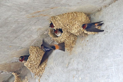 Cliff Swallow Hangars