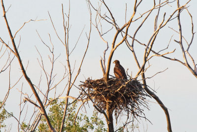 Taking Over the Nest