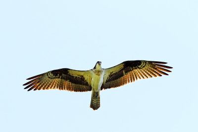 Female Flyby 