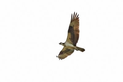 Osprey in the Air