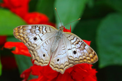 Butterfly Beauty 