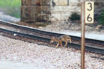 Cub Crossing