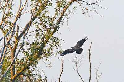 Eaglet on the Way