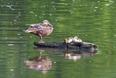 Dozing Ducks