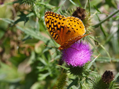 Flitting Fritillary