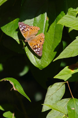 KIng on a Leaf