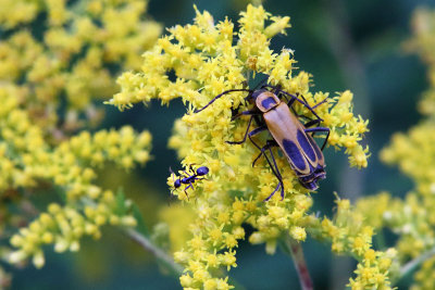 Feeding at a Flower