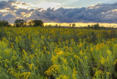 Waves of Goldenrod