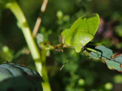 Sneaky Leaf