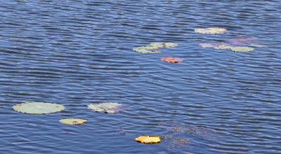 Lined with Lily Pads