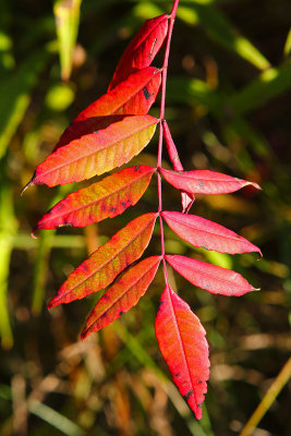 September Sumac