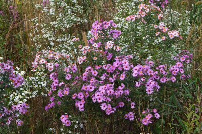 Asters of Autumn