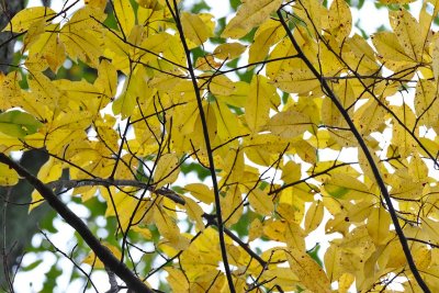 First of Fall