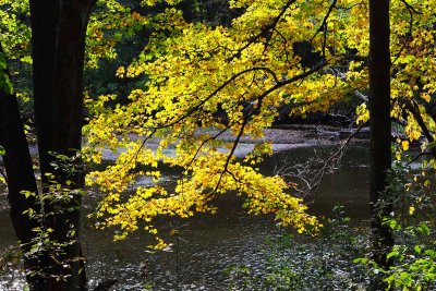 Gold on the River