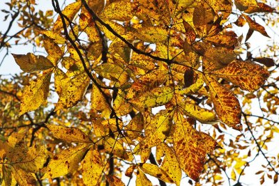 Fall Burn 