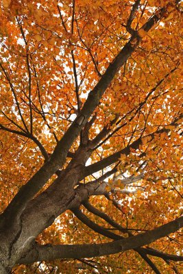Fall Branching Out