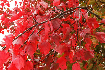 Riddled with Red