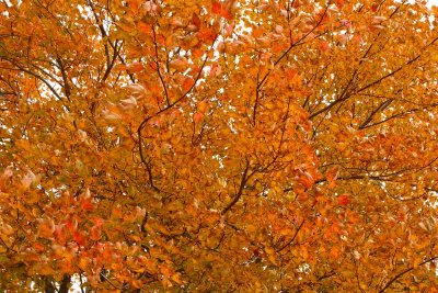 Autumn Orange