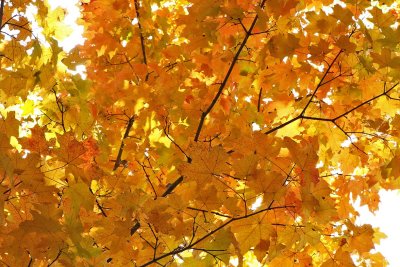 Maple Madness