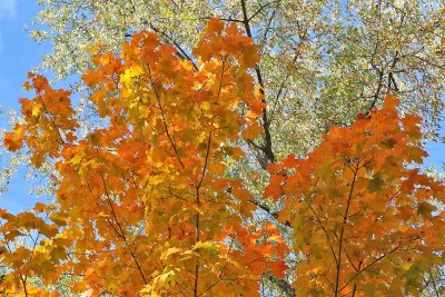 Color in the Canopy