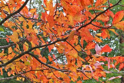 Burning Branch