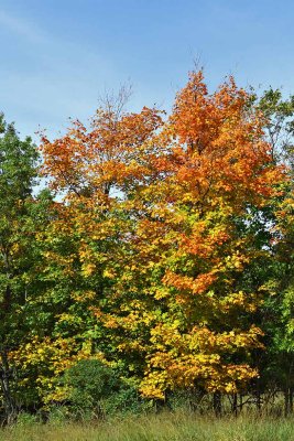 Season After Summer