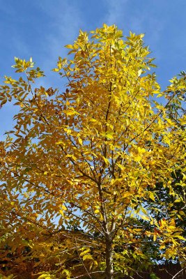Trained Tree