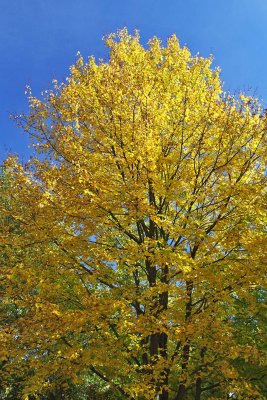 Gold in the Air