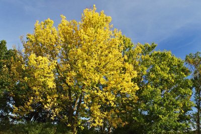 Fall Transition