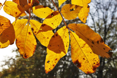 Leafout