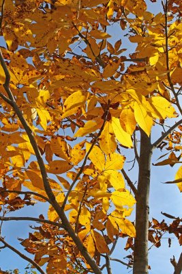 Golden Shadows