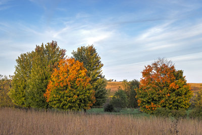 Turning Trees
