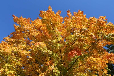 Fall Fireworks
