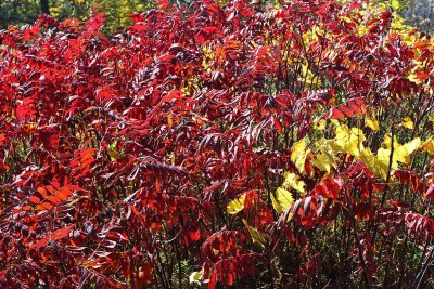 Flames of Fall