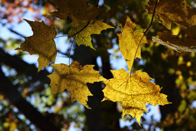 Leaf in the Light