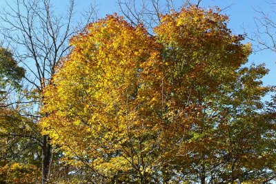 Two to Tree