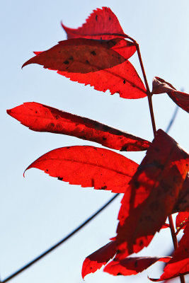 Fanning the Fall Flames