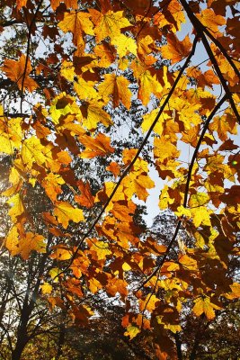 Luscious Leaves