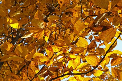 Fleeting Fall