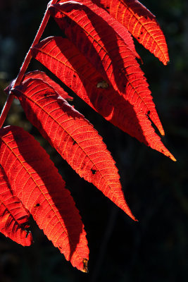 Living on a Leaf