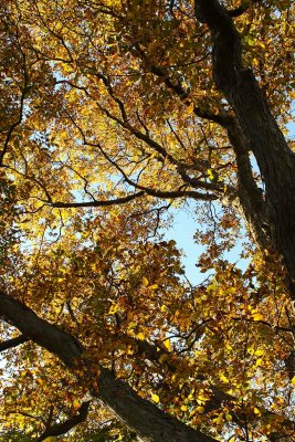 Colorful Canopy