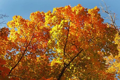 Fueled by Fall