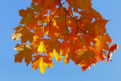 Aura of Autumn