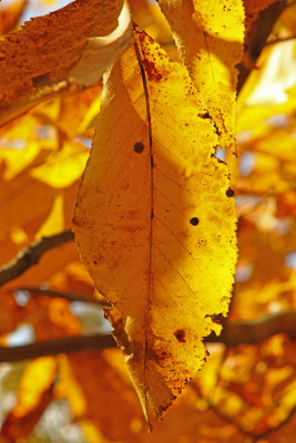 Gold Galore