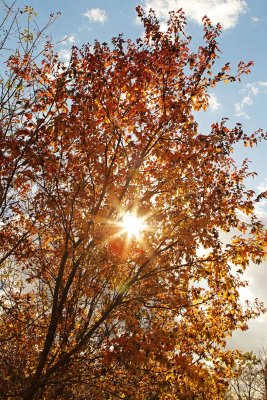Autumn's Light