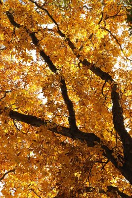 Caught Without Chlorophyll 