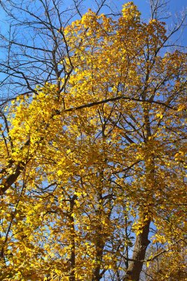 Gold and Blue