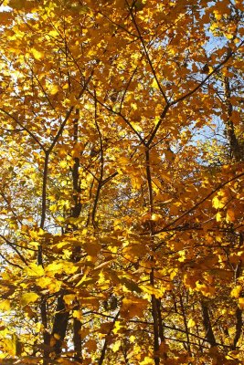 Orange Then Out