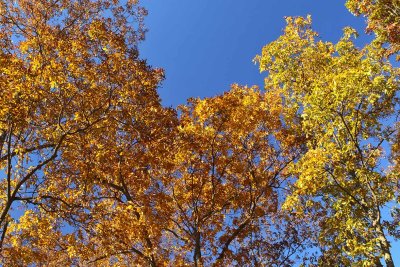 At Autumn